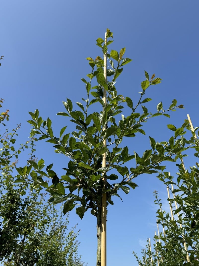 Apfeldorn - Lederblättrigen Weißdorn | Crataegus lavallei 'Carrierei' von Venovi GmbH