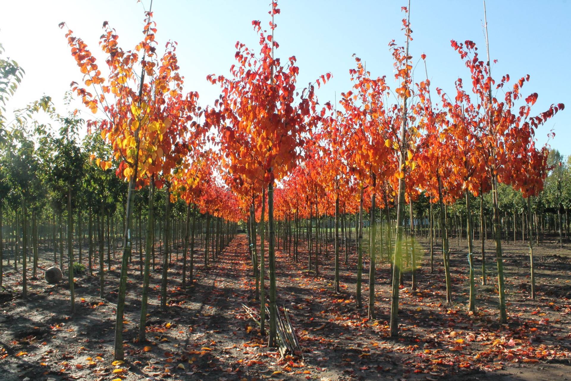 Berg-Kirsche Rancho | Prunus sargentii 'Rancho' von Venovi GmbH