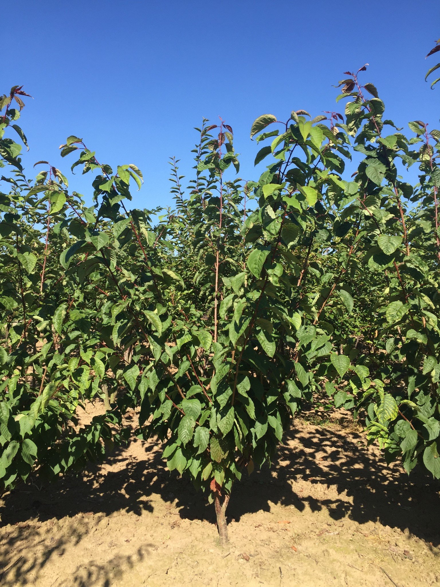 Scharlach-Kirsche 'Rancho' Mehrstämmig | Prunus sargentii 'Rancho' von Venovi GmbH