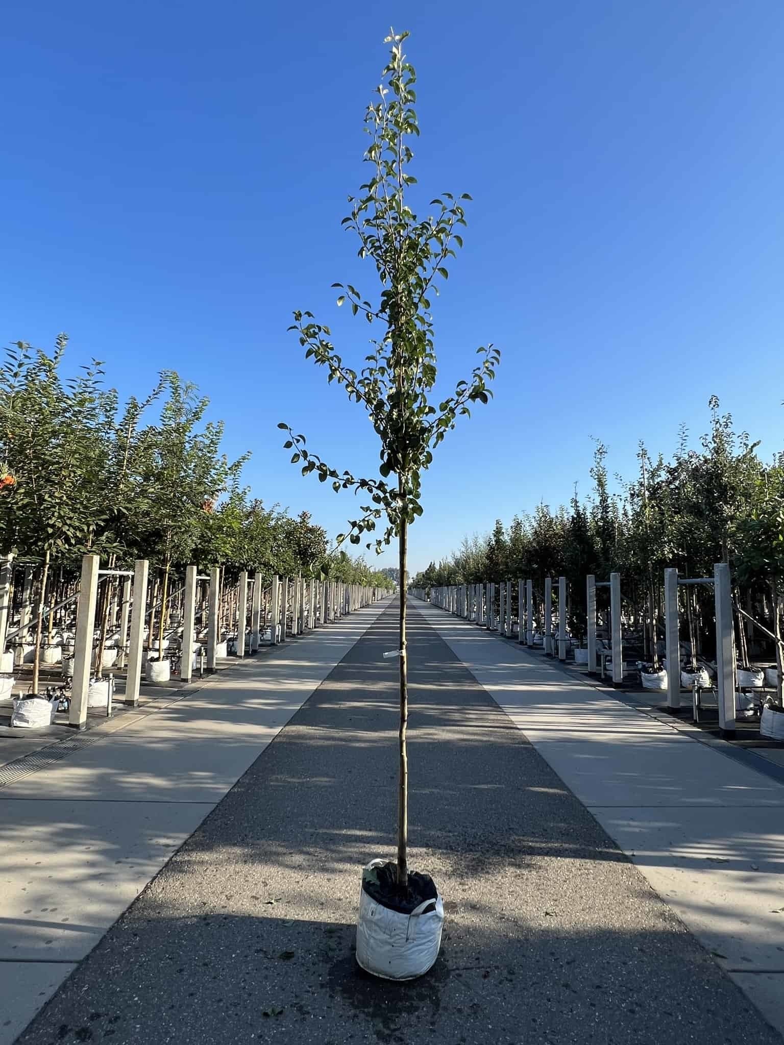 Birnenbaum 'Beurré Hardy' | Pyrus communis 'Beurré Hardy' von Venovi GmbH