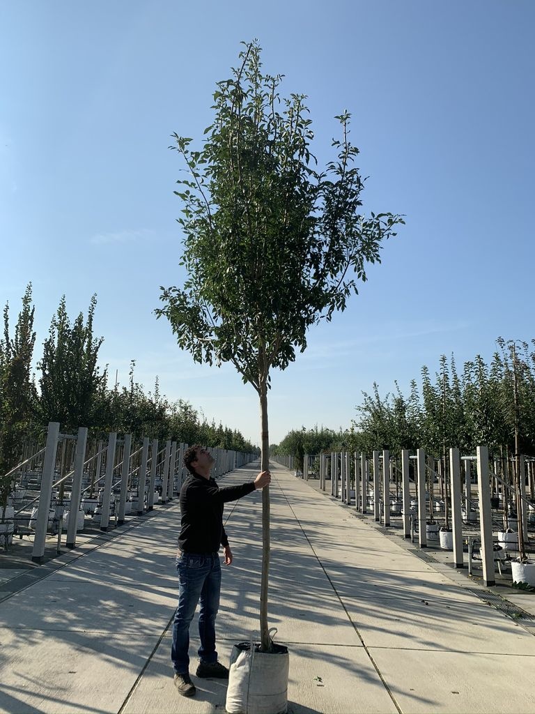 Blumenesche 'Obelisk' | Fraxinus ornus 'Obelisk' von Venovi GmbH