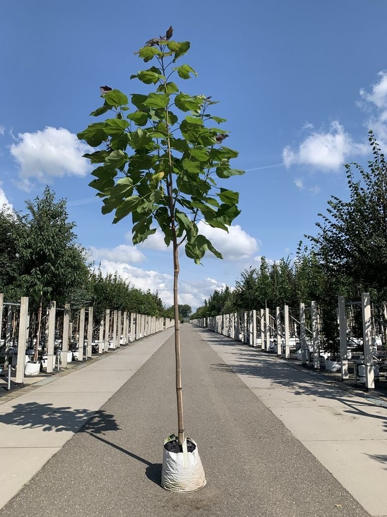 Blut Trompetenbaum | Catalpa erubescens Purpurea von Venovi GmbH