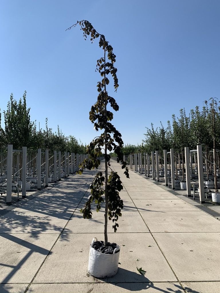 Blutbuche 'Purple Fountain' | Fagus sylvatica 'Purple Fountain' von Venovi GmbH