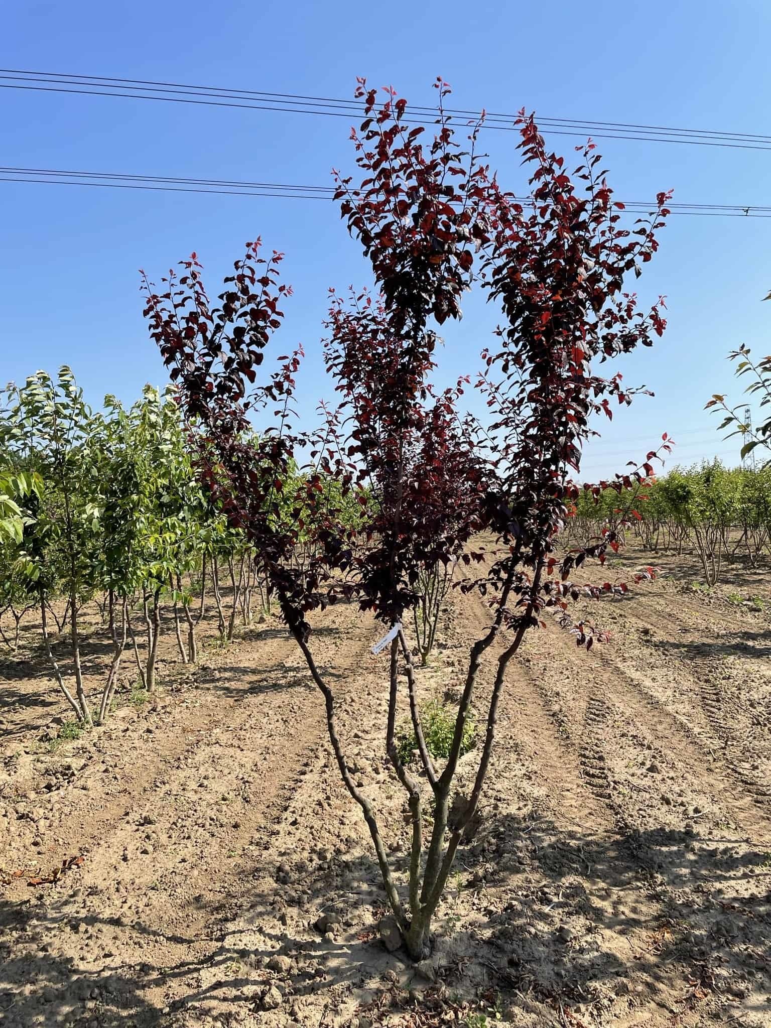 Blutpflaume Mehrstämmig 'Nigra' | Prunus cerasifera 'Nigra' von Venovi GmbH