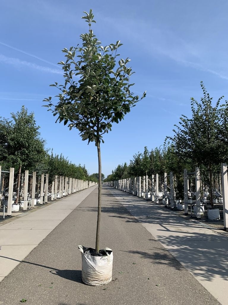 Breitblättrige Mehlbeere 'Henk Vink' | Sorbus latifolia 'Henk Vink' von Venovi GmbH