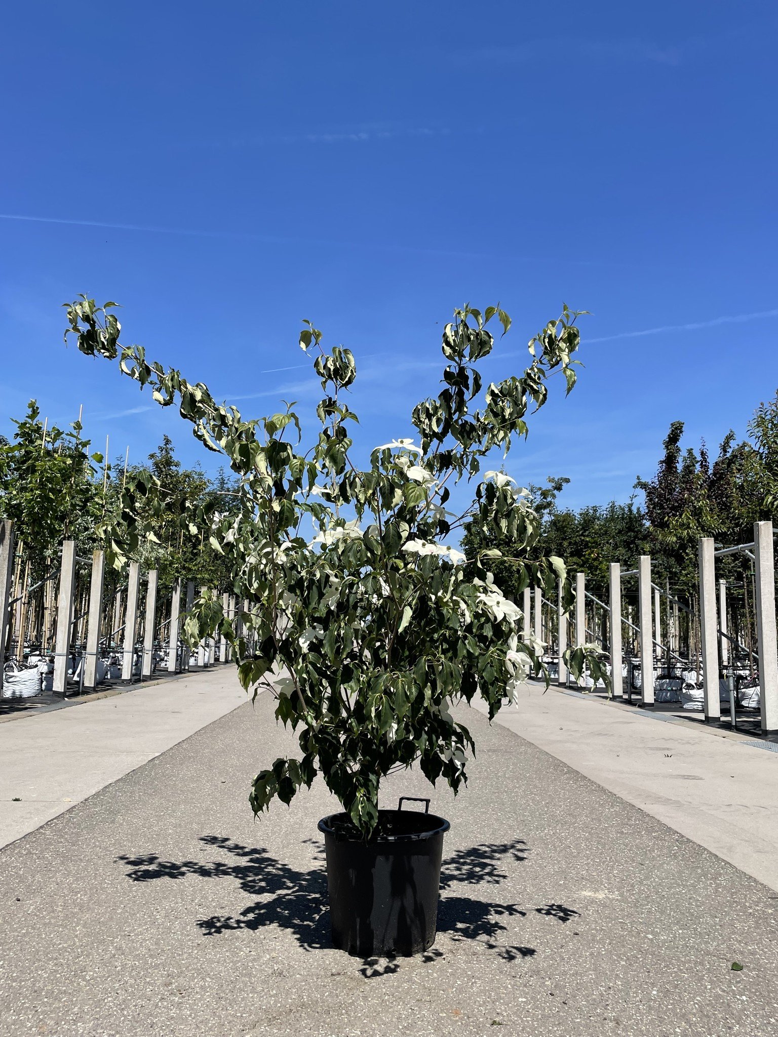 Chinesischer Blumen-Hartriegel 'Weisse Fontaine' - Mehrstämmig | Cornus kousa 'Weisse Fontaine' von Venovi GmbH