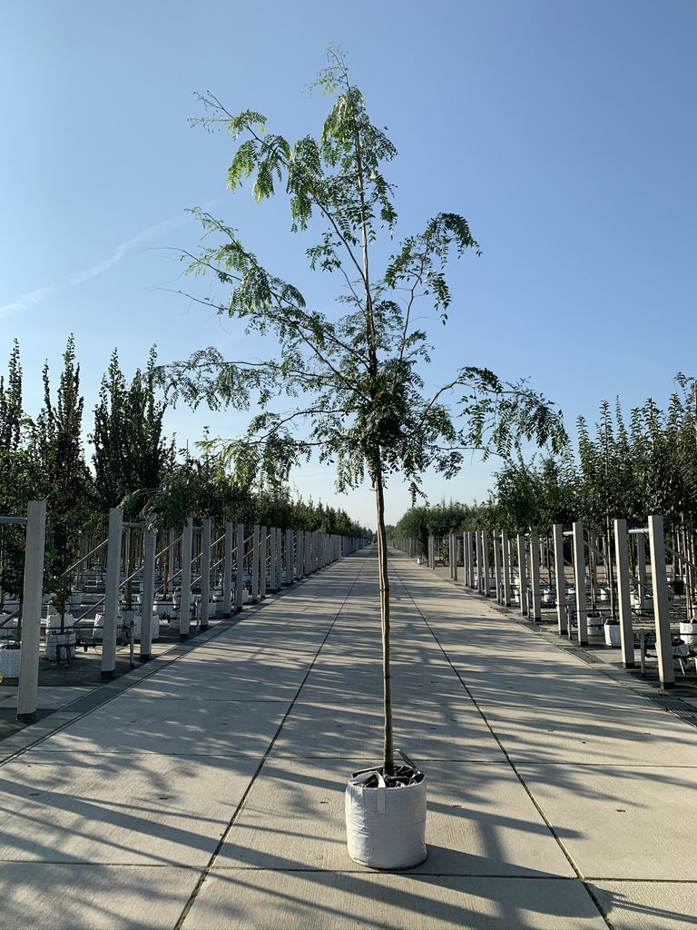 Dornenloser Lederhülsenbaum 'Inermis' | Gleditsia triacanthos 'Inermis' von Venovi GmbH