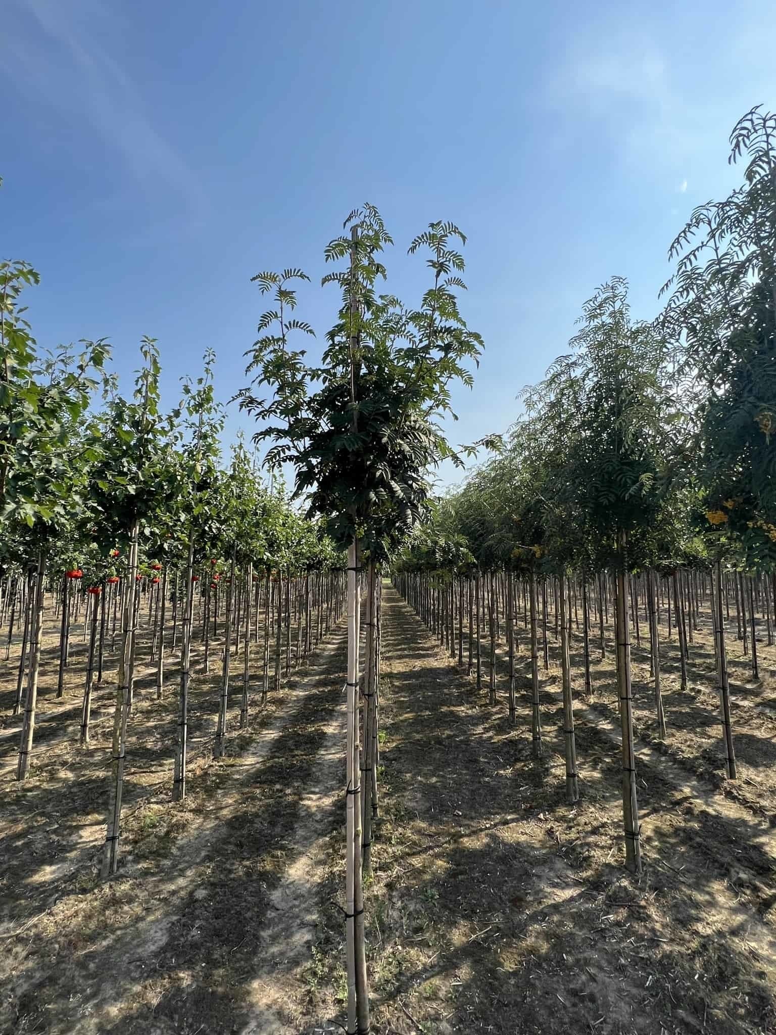 Eberesche 'Belmonte' | Sorbus commixta 'Belmonte' von Venovi GmbH