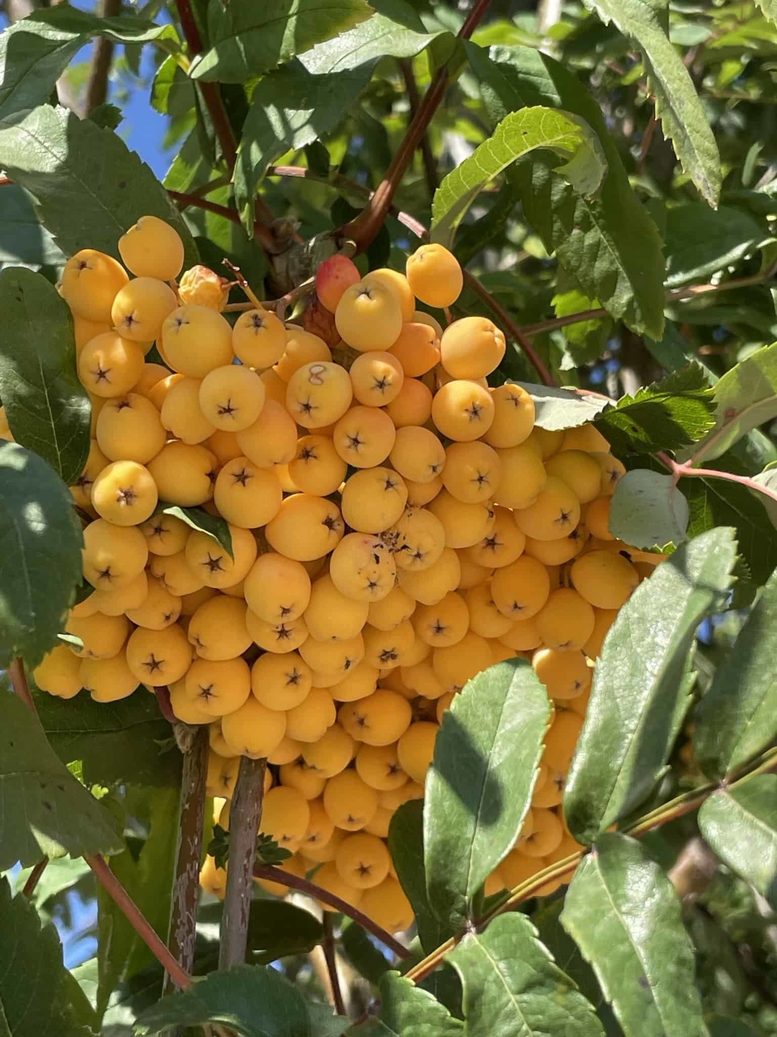 Eberesche 'Schouten' | Sorbus arnoldiana 'Schouten' von Venovi GmbH