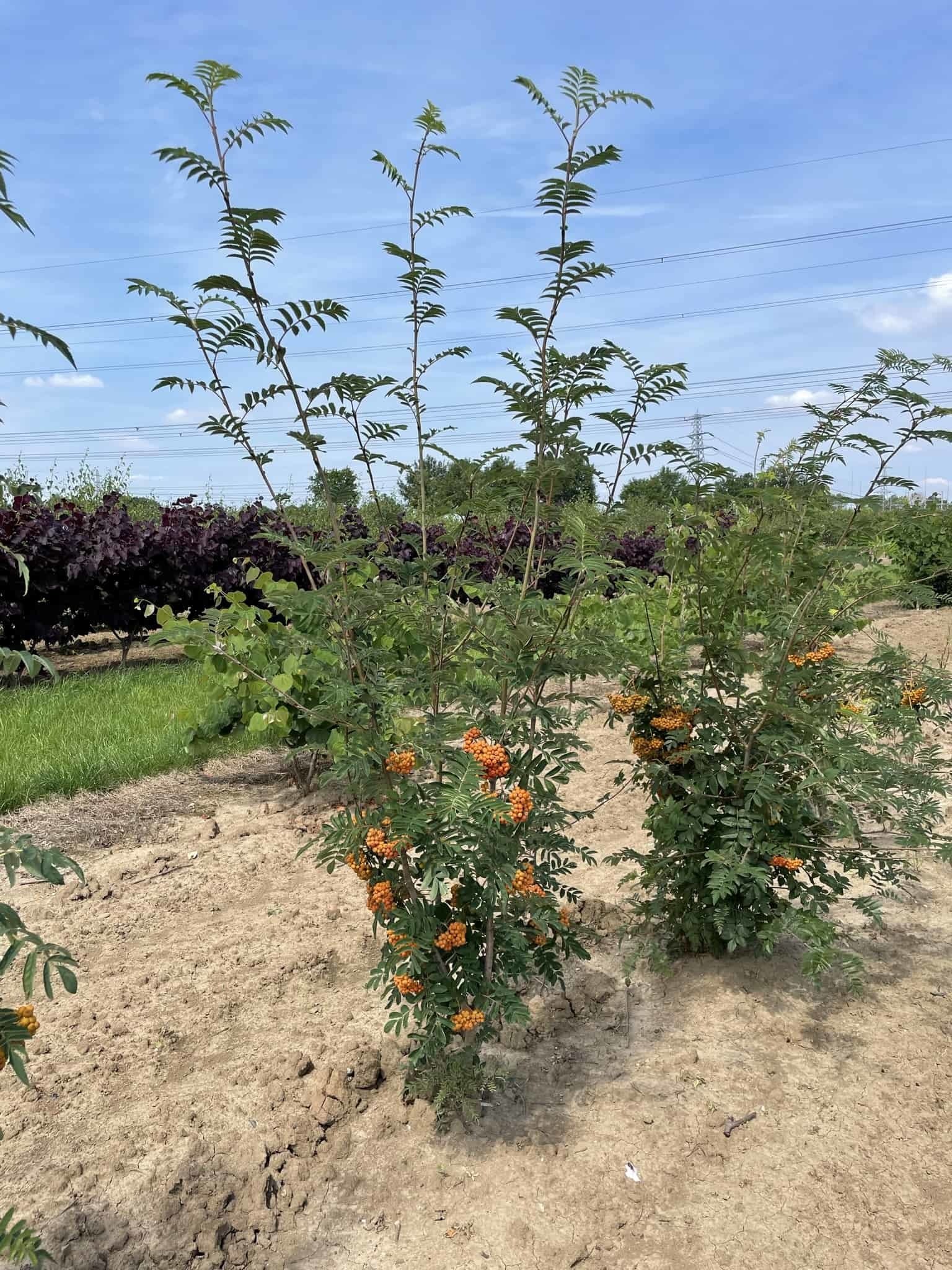 Ebersche aucuparia - Mehrstämmig | Sorbus Aucuparia von Venovi GmbH