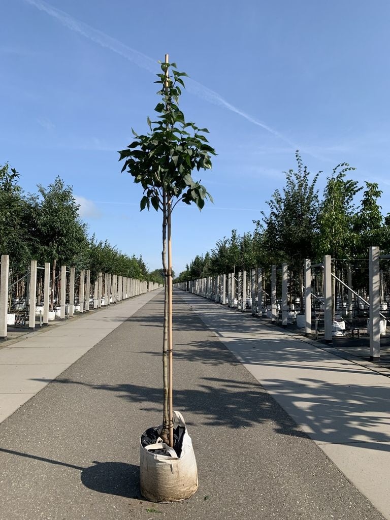 Edelflieder 'Andenken an Ludwig Späth' | Syringa vulgaris 'Andenken an Ludwig Späth' von Venovi GmbH