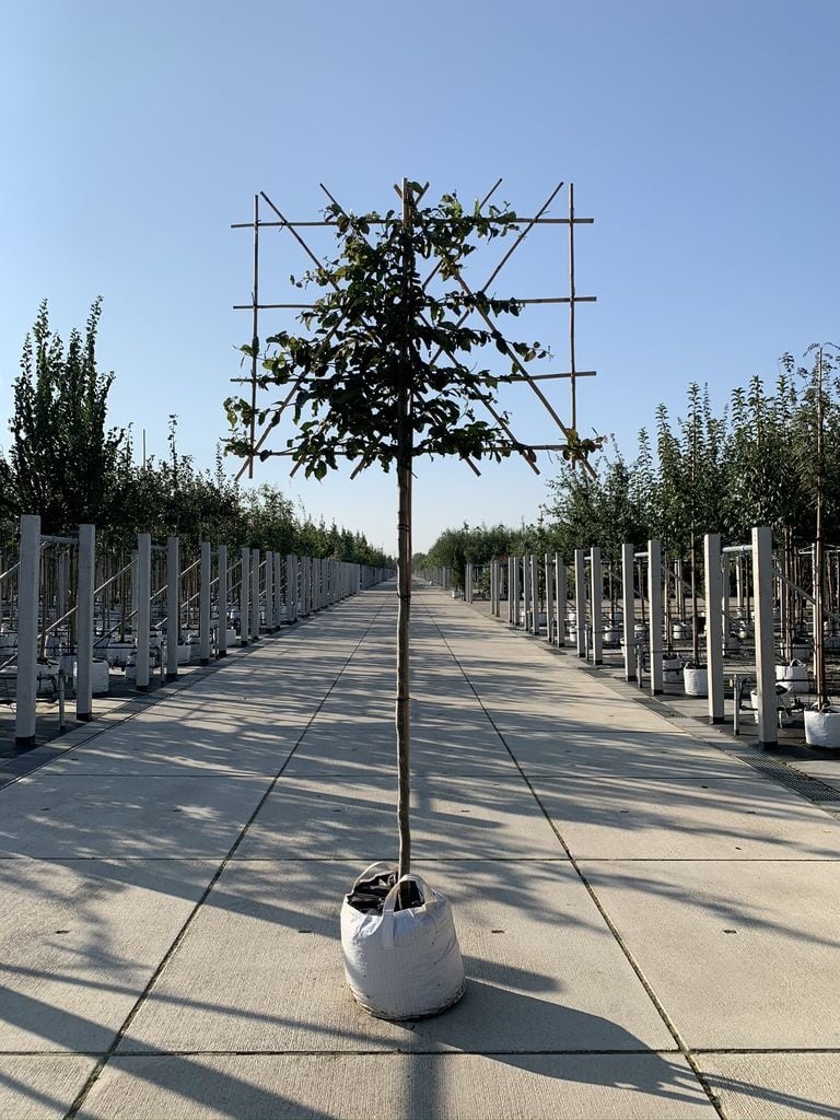 Eisenholzbaum Spalier | Parrotia persica von Venovi GmbH