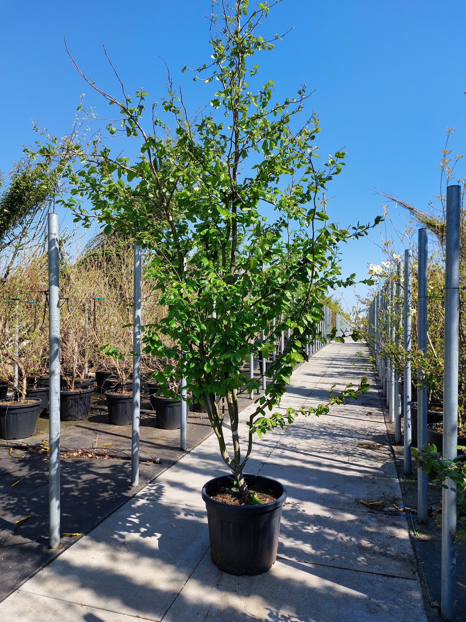 Eisenholzbaum 'Vanessa' - Mehrstämmig | Parrotia persica 'Vanessa' von Venovi GmbH