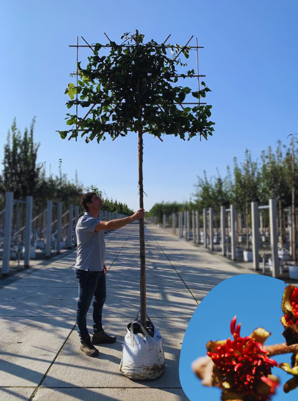 Eisenholzbaum 'Vanessa' - Spalierbaum | Parrotia persica 'Vanessa' von Venovi GmbH