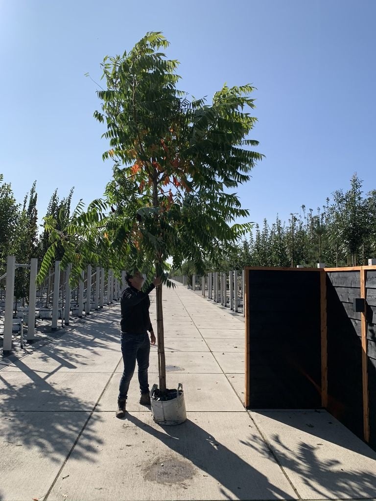 Essig-Baum - Hirschkolben-Sumach | Rhus typhina von Venovi GmbH