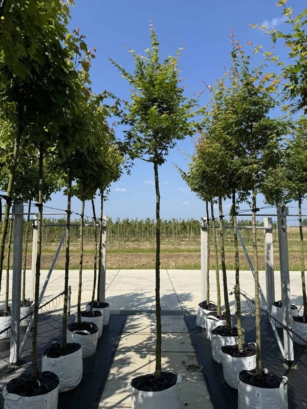 Fächerahorn Baum - Japanischer Ahorn | Acer palmatum von Venovi GmbH