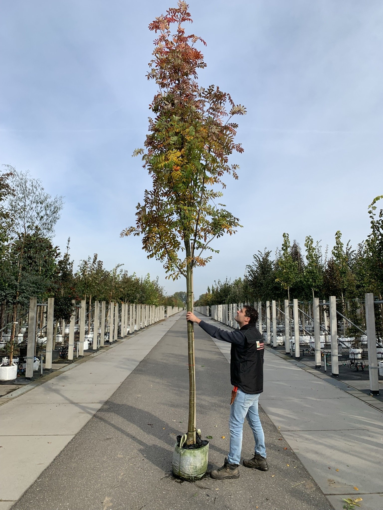 Gelbe Eberesche 'Golden Wonder' | Sorbus arnoldiana 'Golden Wonder' von Venovi GmbH