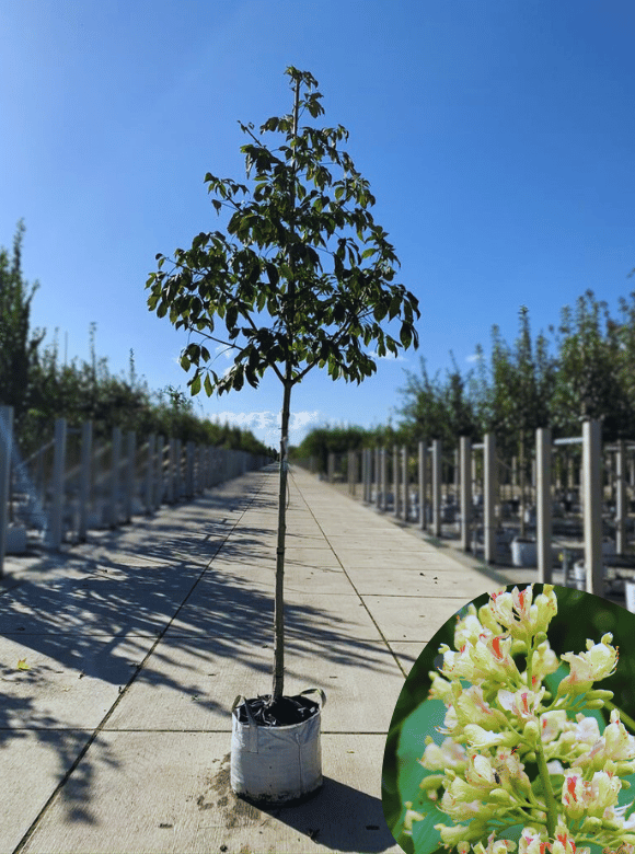 Gelbe Pavie 'Vestita' | Aesculus flava 'Vestita' von Venovi GmbH