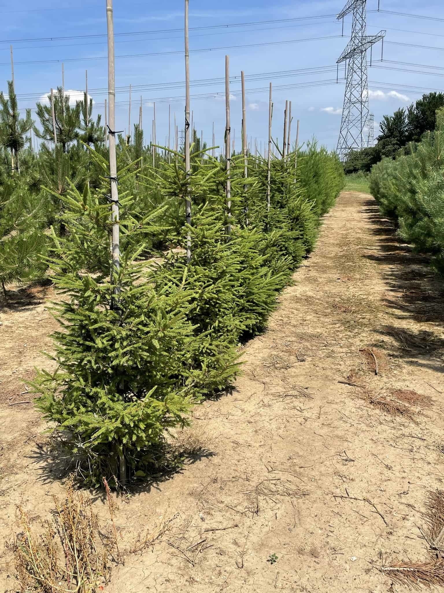 Gemeine Fichte - Rottanne - Rotfichte | Picea abies von Venovi GmbH