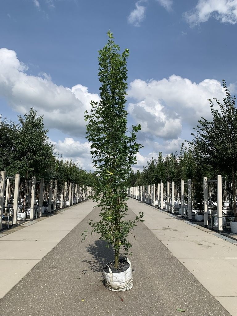 Gemeiner Goldregen 'Yellow Rocket' | Laburnum anagyroides 'Yellow Rocket' von Venovi GmbH