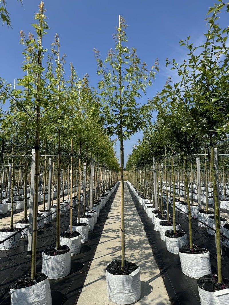 Geschlitzter Silberahorn 'Laciniatum Wieri' | Acer saccharinum 'Laciniatum Wieri' von Venovi GmbH