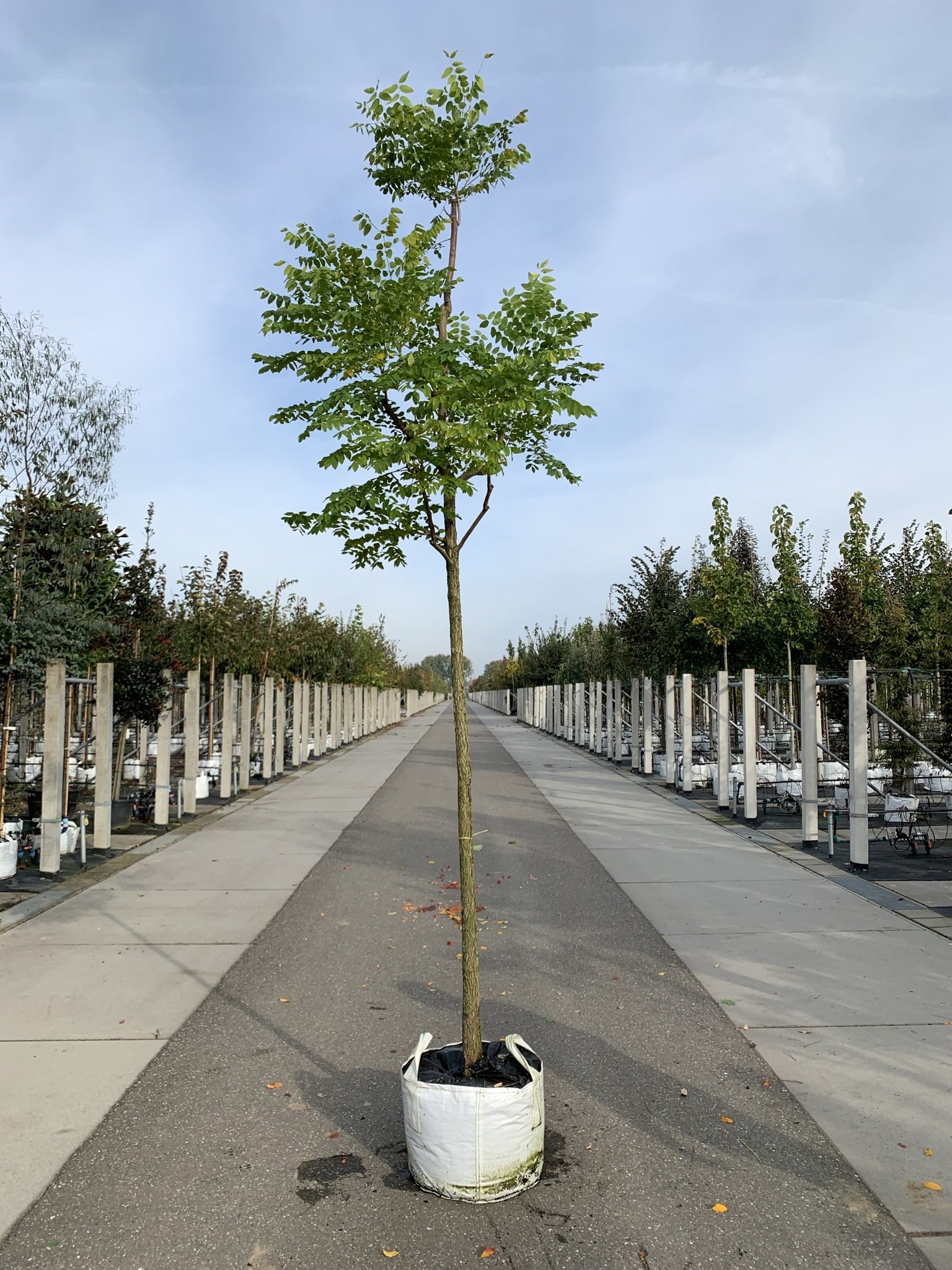 Geweihbaum - Kentucky Coffeetree | Gymnocladus dioica von Venovi GmbH