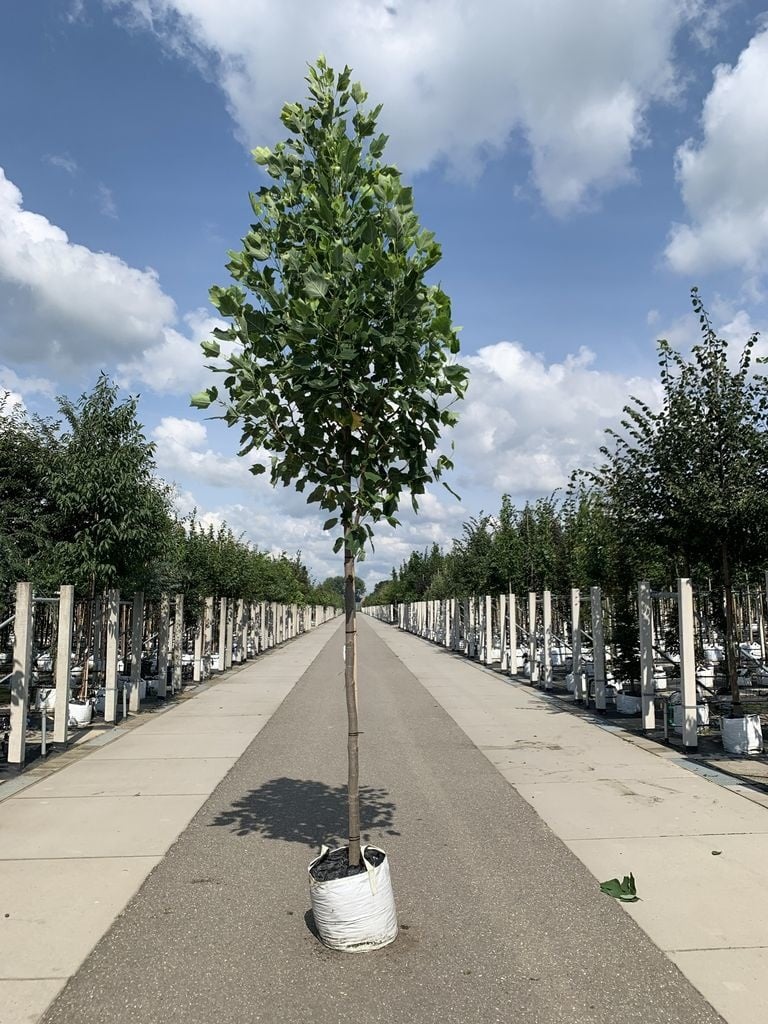 Goldgelber Tulpenbaum 'Aureomarginatum' | Liriodendron tulipifera 'Aureomarginatum' von Venovi GmbH