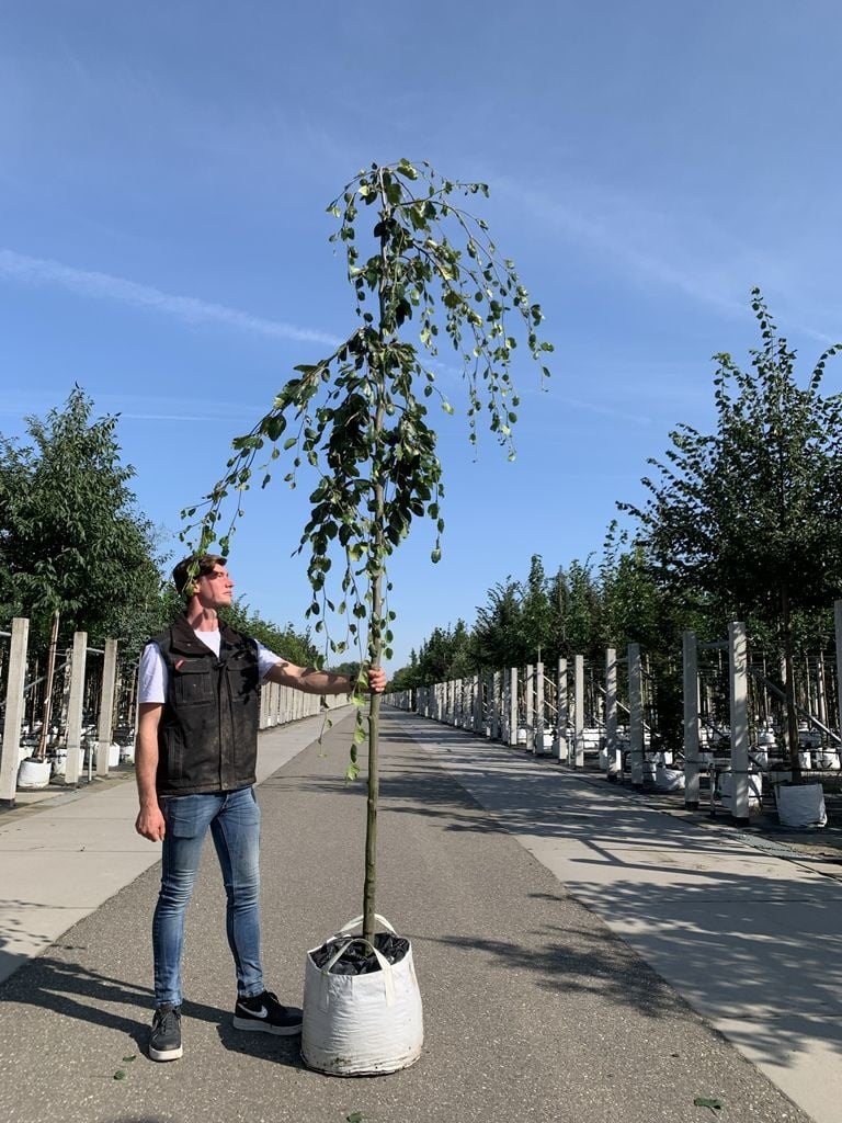 Grüne Hängebuche 'Pendula' | Fagus sylvatica 'Pendula' von Venovi GmbH