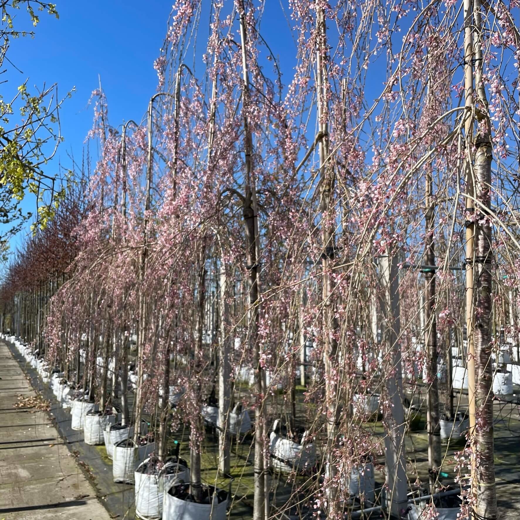 Hängende Frühlingskirsche 'Pendula' | Prunus subhirtella 'Pendula' von Venovi GmbH