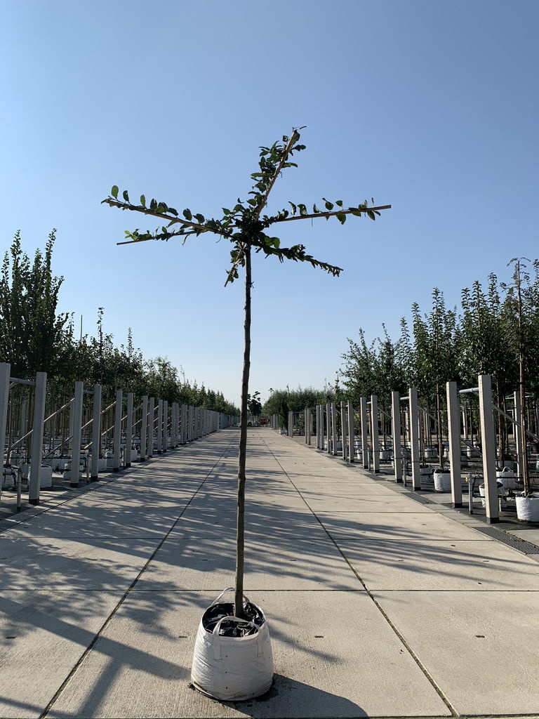 Hainbuche - Dachbaum | Carpinus Betulus von Venovi GmbH