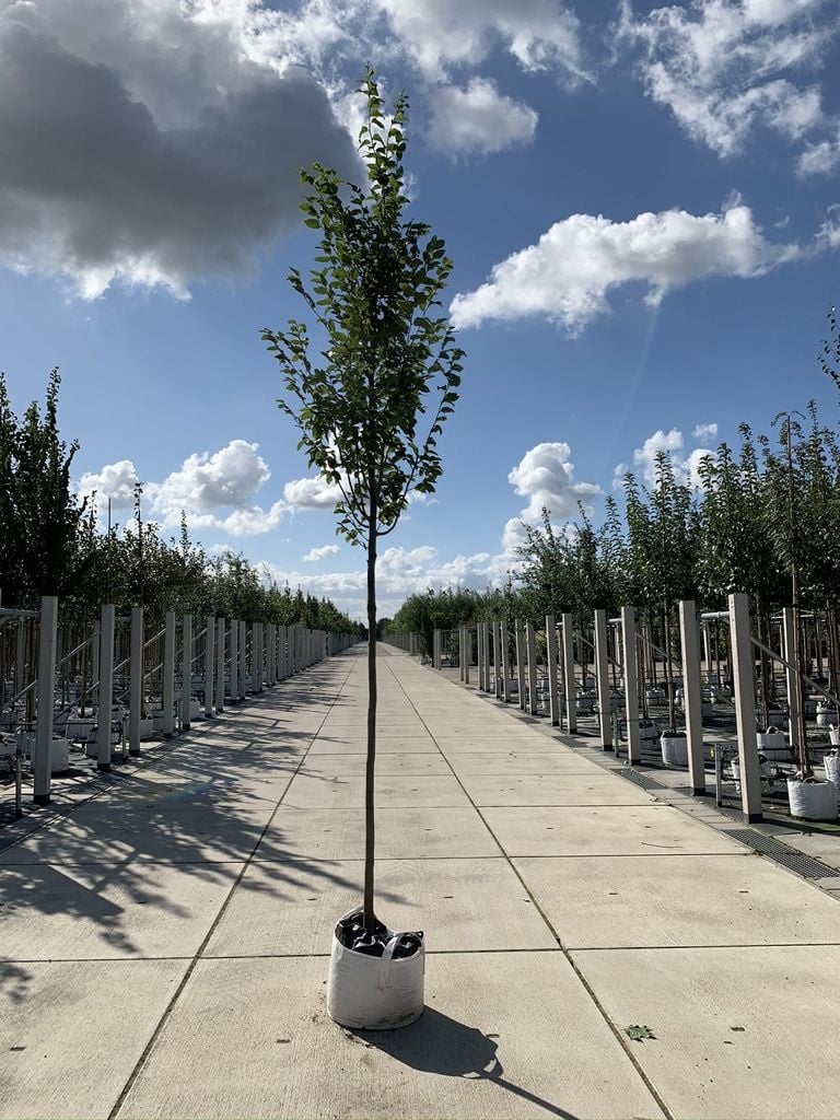 Hainbuche 'Frans Fontaine' | Carpinus betulus 'Frans Fontaine' von Venovi GmbH