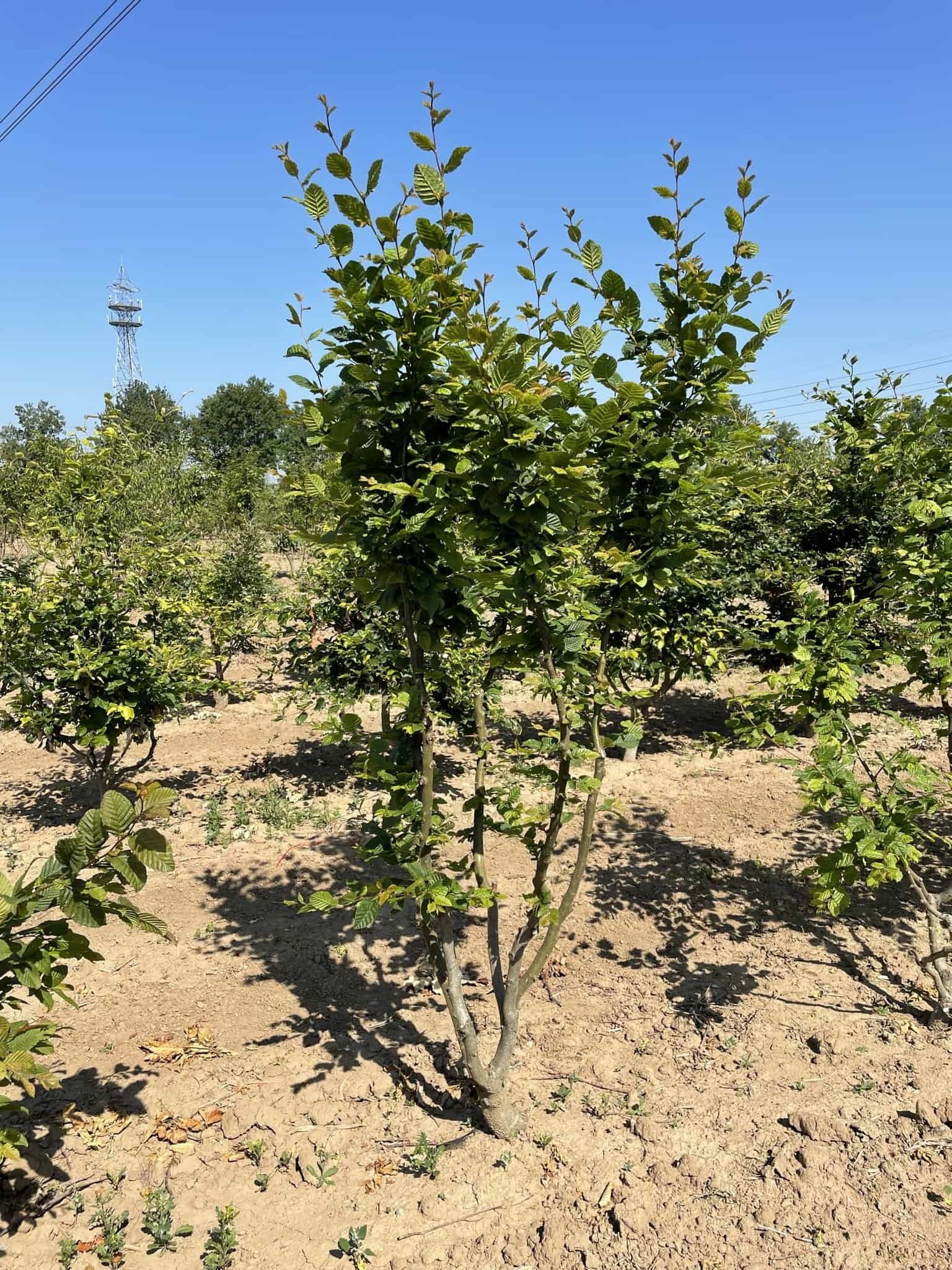 Hainbuche Mehrstämmig | Carpinus betulus von Venovi GmbH