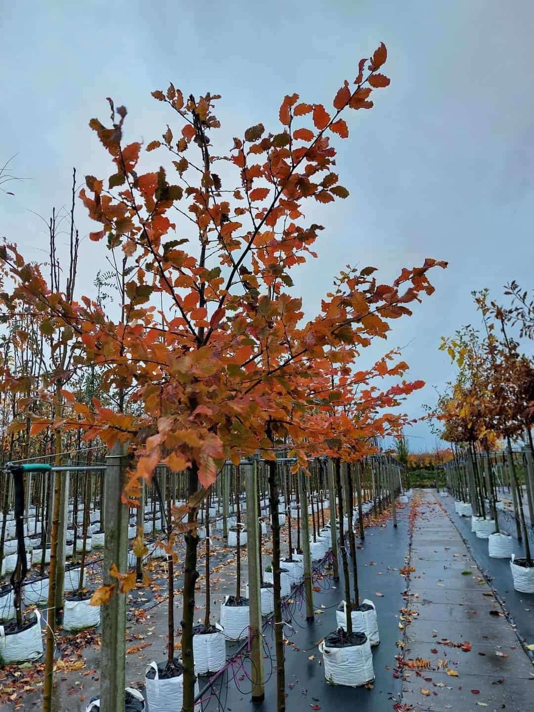 Hainbuche 'Rockhampton Red' | Carpinus betulus 'Rockhampton Red' von Venovi GmbH