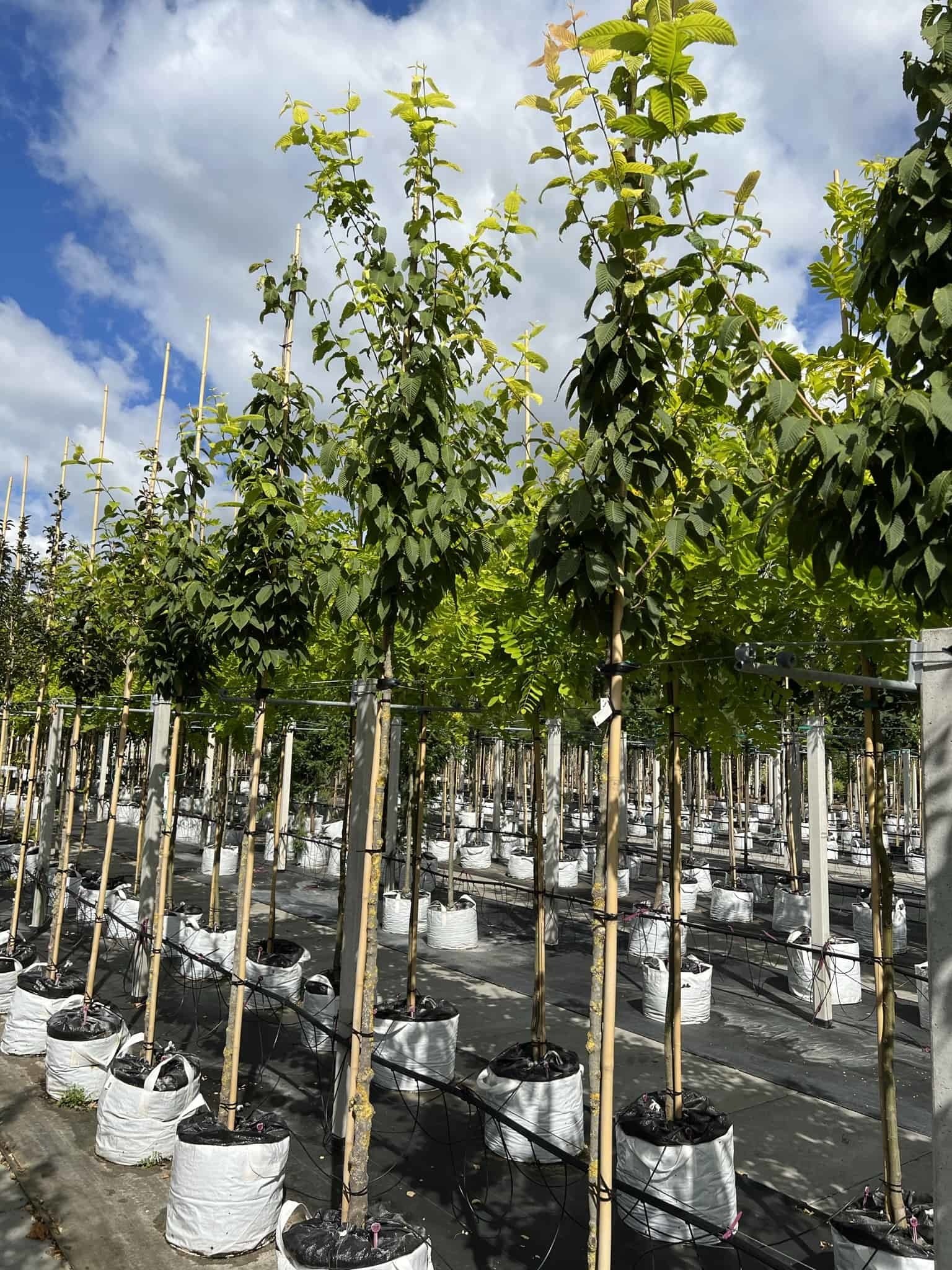 Hainbuchenblättriger Ahorn | Acer carpinifolium von Venovi GmbH