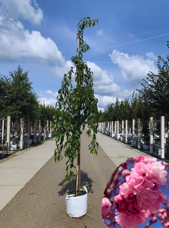 Hängende Nelkenkirsche 'Kiku-shidare-Zakura' | Prunus serrulata 'Kiku-shidare-Zakura' von Venovi GmbH