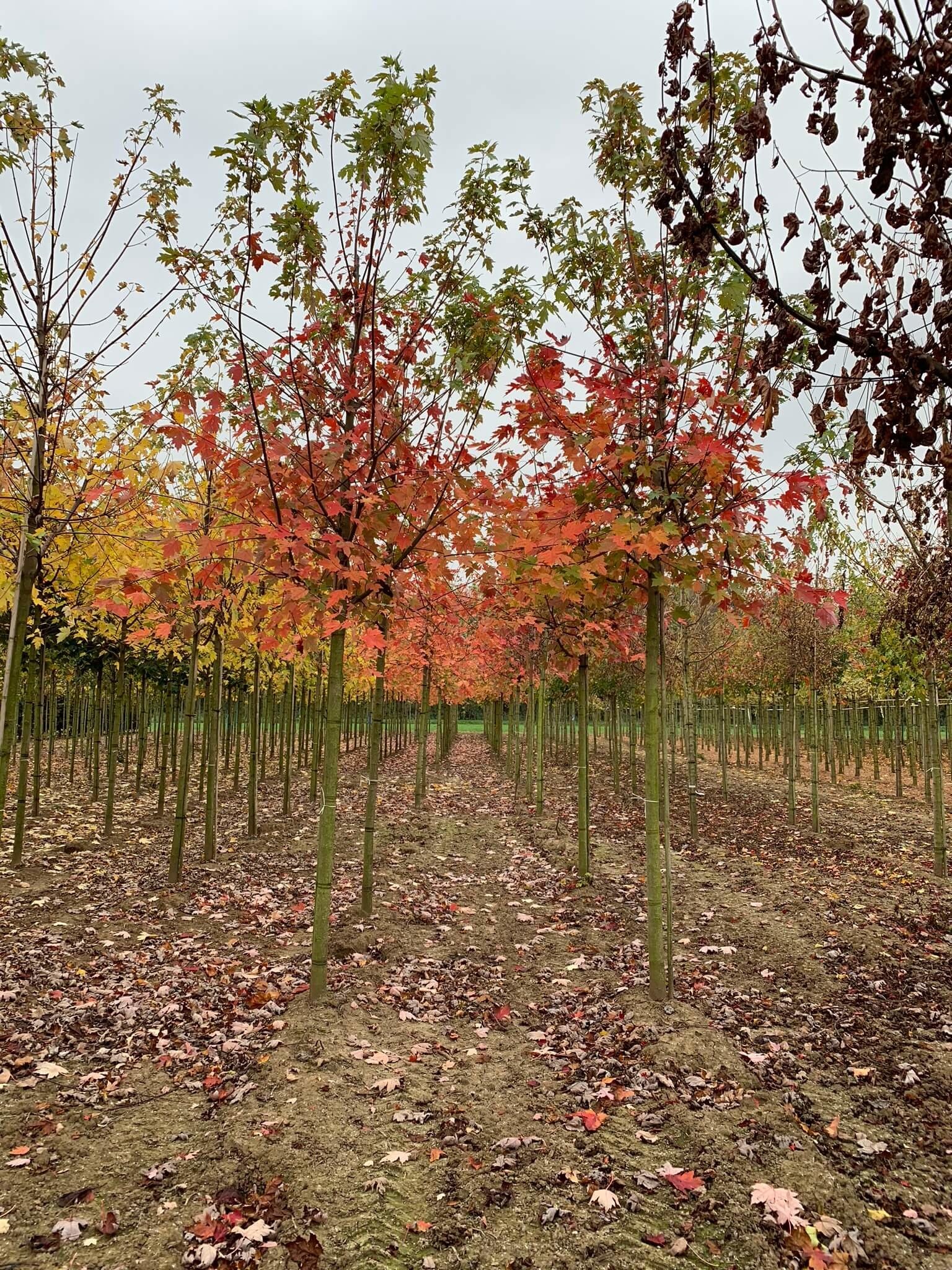 Herbst-Flammen-Ahorn 'Celzam' | Acer freemanii 'Celzam' von Venovi GmbH