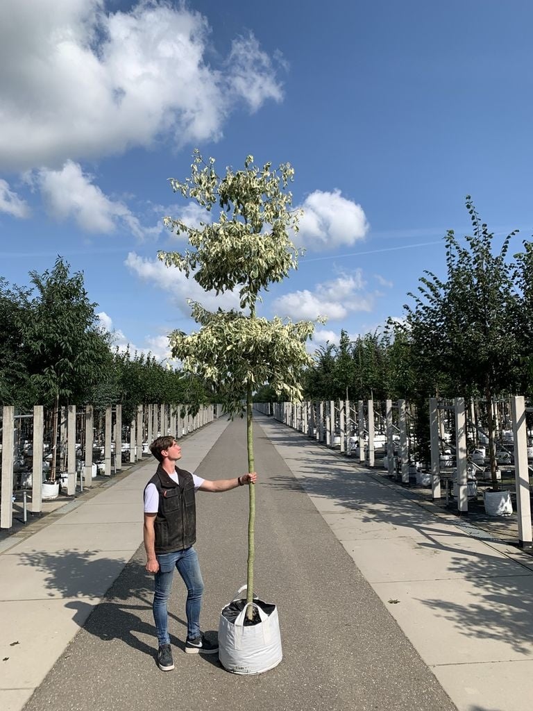 Hoher Weißbunter Etagen-Hartriegel 'Variegata' | Cornus controversa 'Variegata' von Venovi GmbH