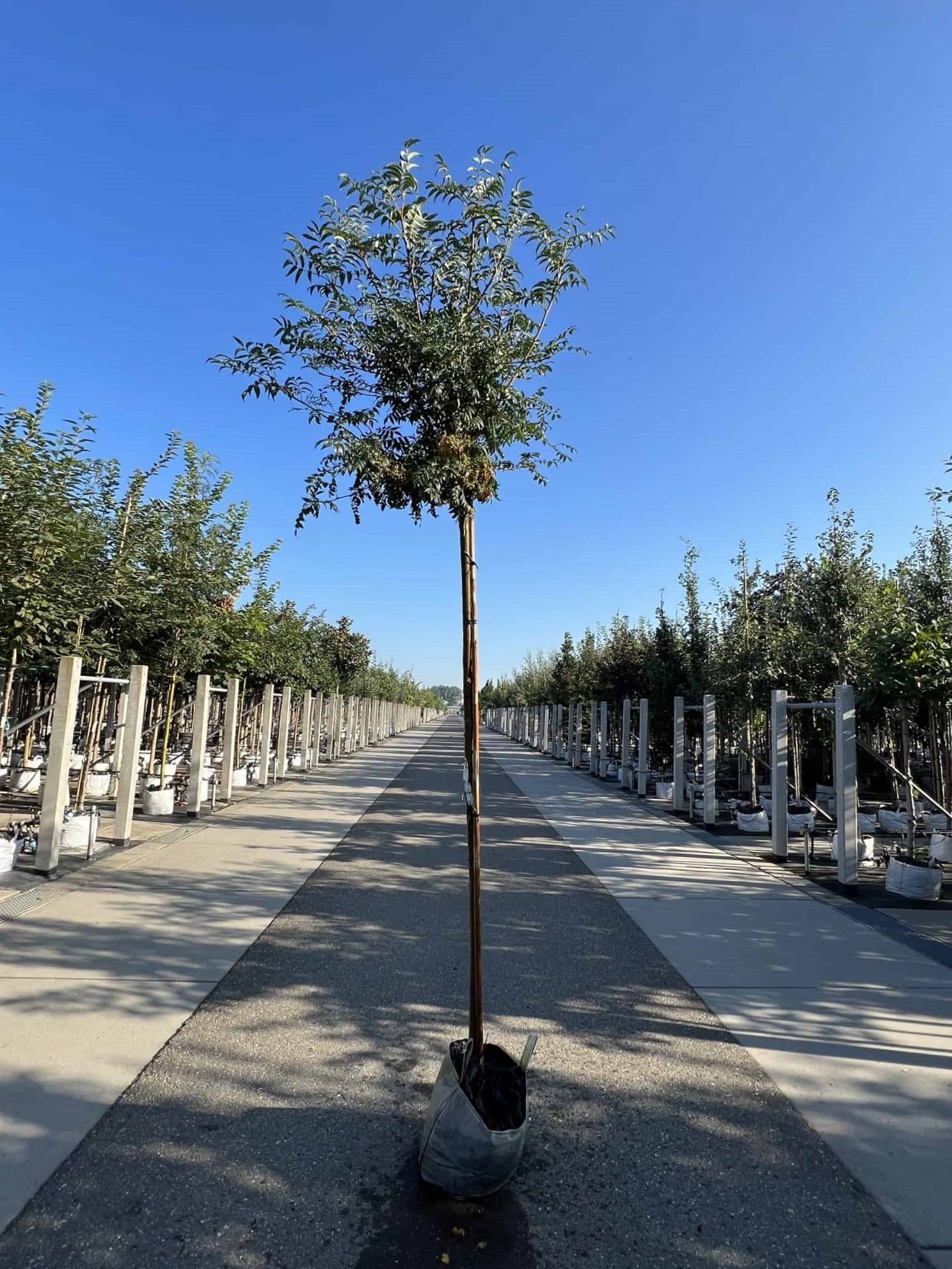 Japanische Eberesche 'Fireball' | Sorbus commixta 'Fireball' von Venovi GmbH