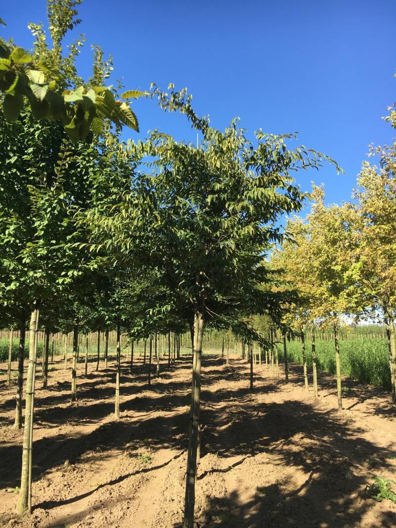 Japanische Hainbuche | Carpinus japonica von Venovi GmbH