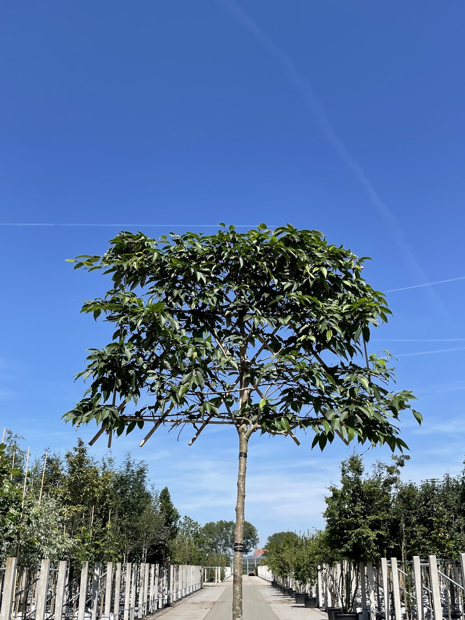 Japanische Hainbuche - Spalierbaum | Carpinus japonica von Venovi GmbH