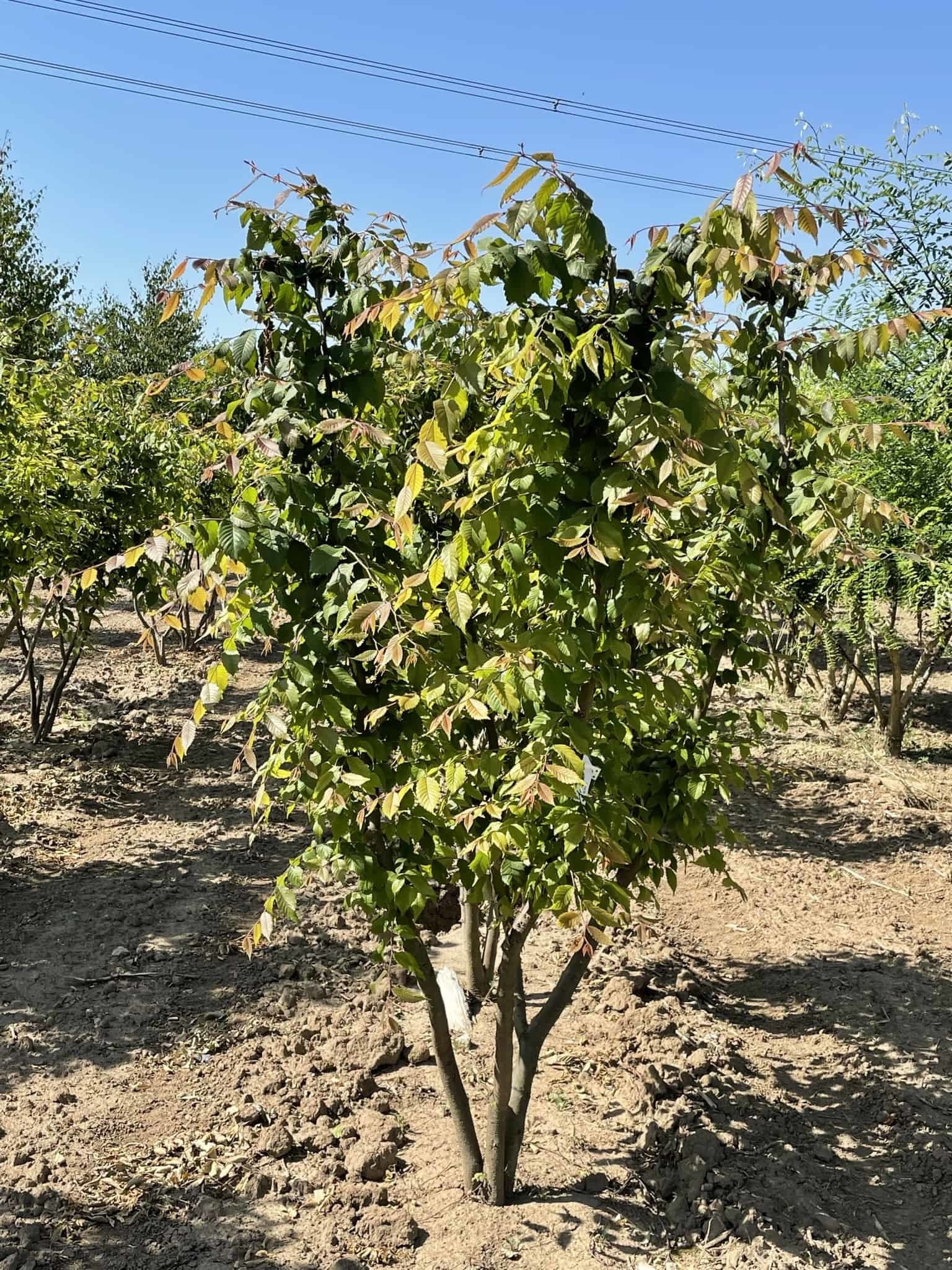 Japanische Zelkove - Mehrstämmig | Zelkova serrata von Venovi GmbH