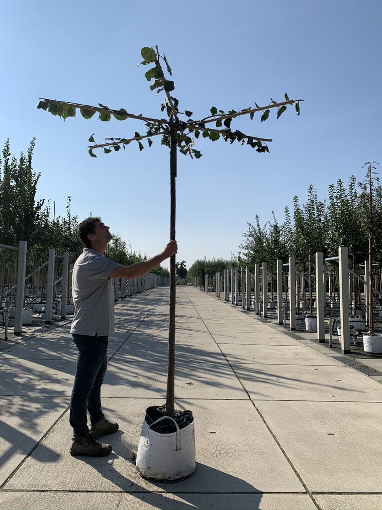 Dachlinde - Kaiser Linde 'Pallida' Dachbaum | Tilia europaea 'Pallida' von Venovi GmbH