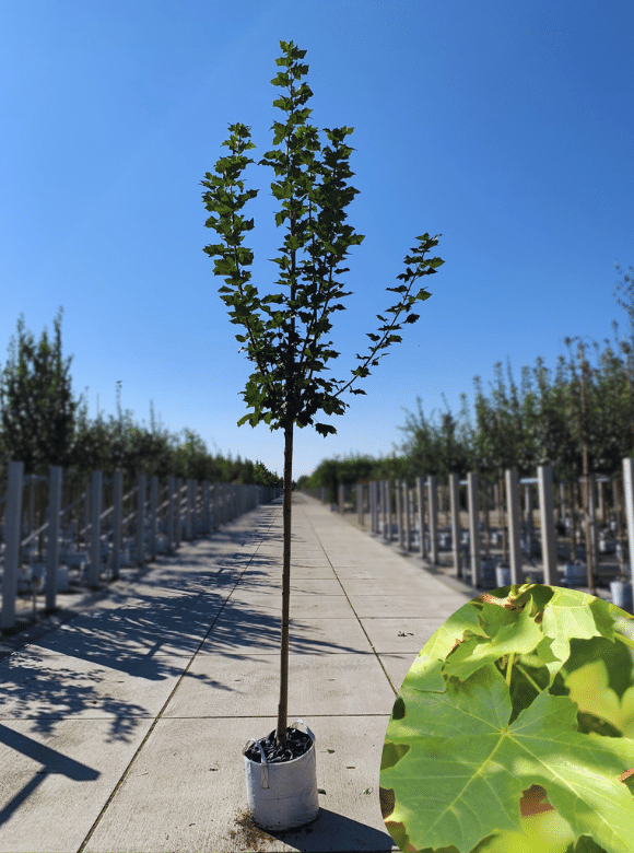 Kegelförmiger Spitzahorn 'Cleveland' | Acer platanoides 'Cleveland' von Venovi GmbH