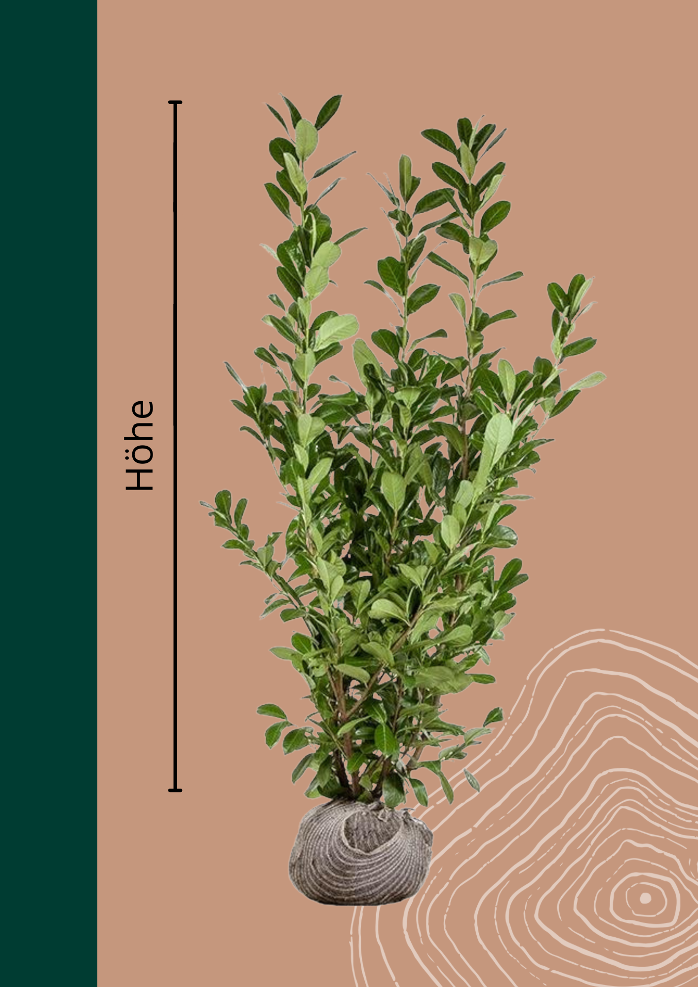 Kirschlorbeer Hecke 'Caucasica' | Prunus laurocerasus 'Caucasica' von Venovi GmbH