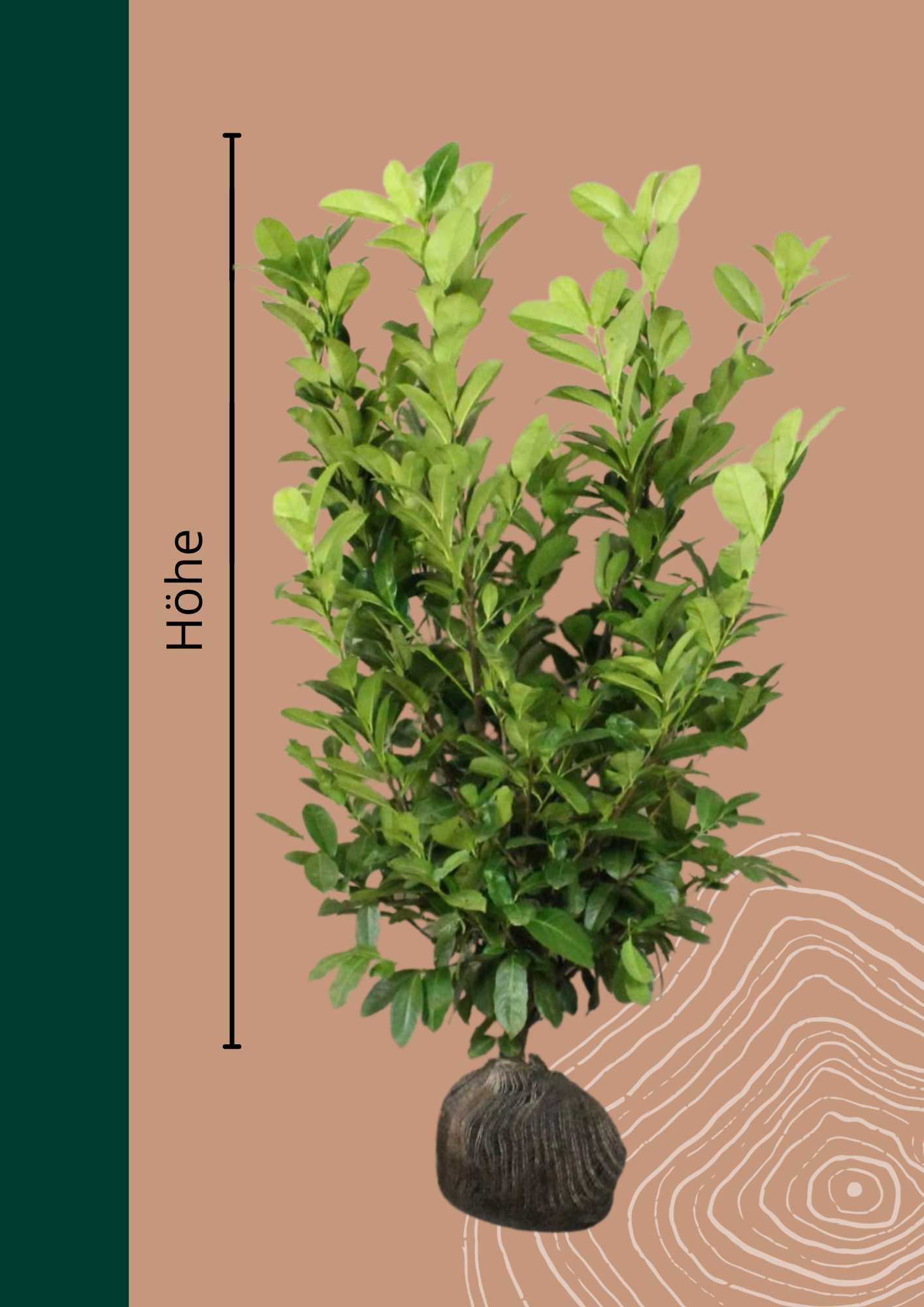 Kirschlorbeer Hecke 'Rotundifolia'  | Prunus laurocerasus 'Rotundifolia' von Venovi GmbH
