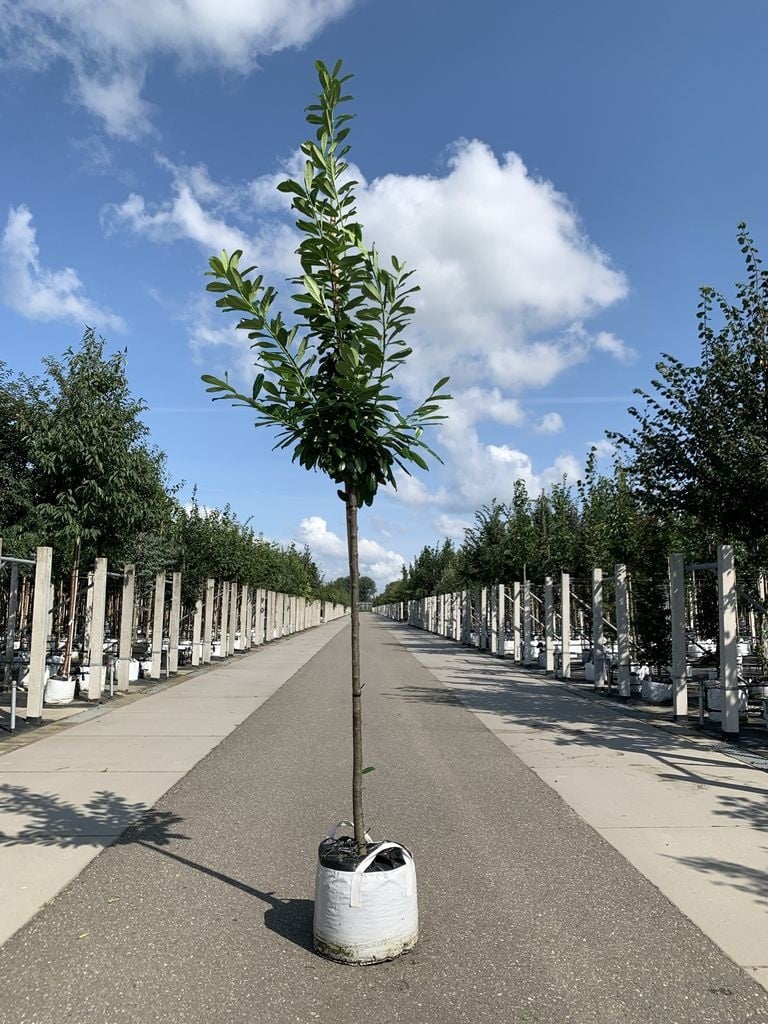 Kirschlorbeer Baum 'Genolia' | Prunus laurocerasus 'Genolia' von Venovi GmbH