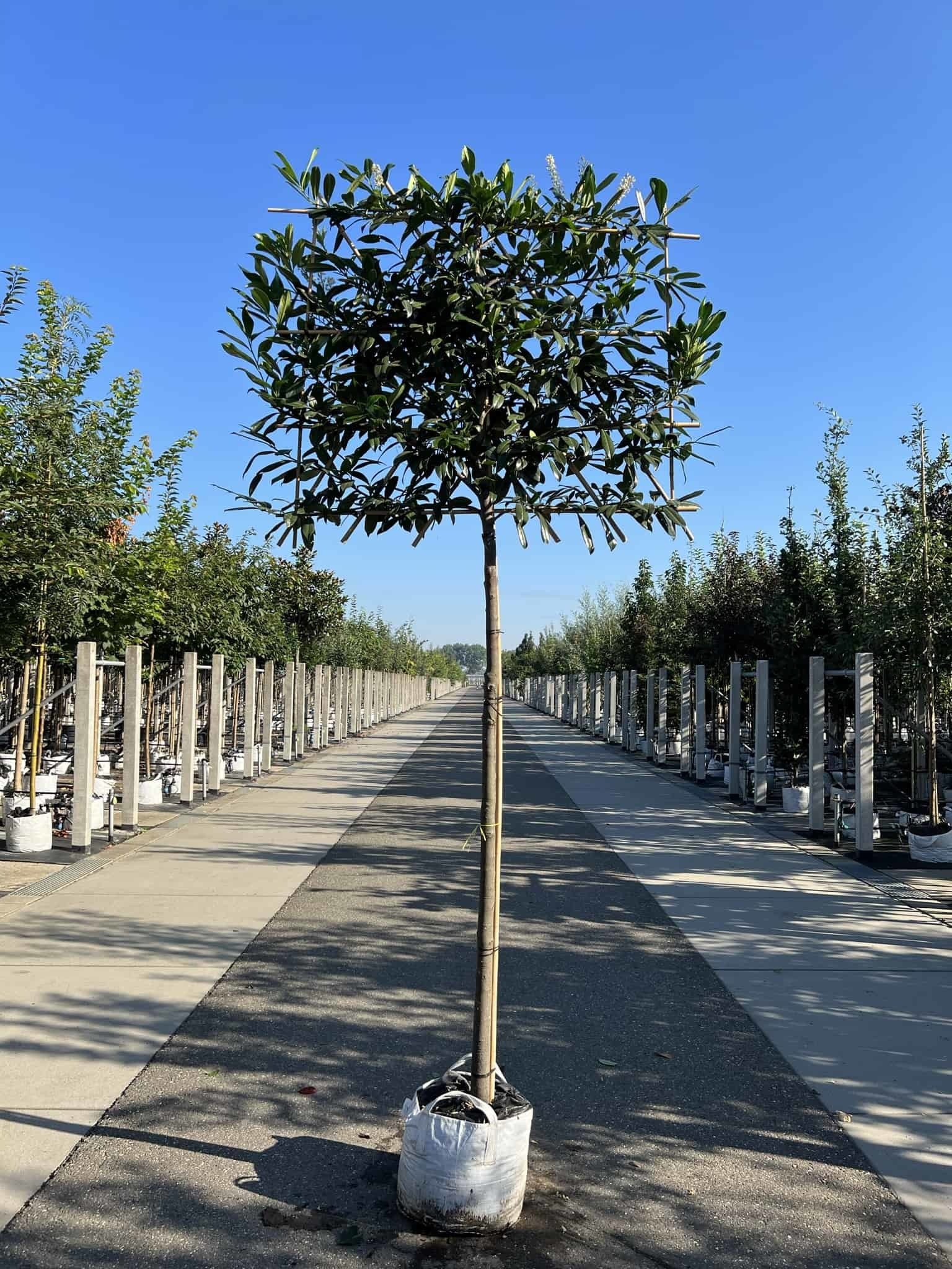 Kirschlorbeer 'Genolia' - Spalierbaum | Prunus laurocerasus 'Genolia' von Venovi GmbH