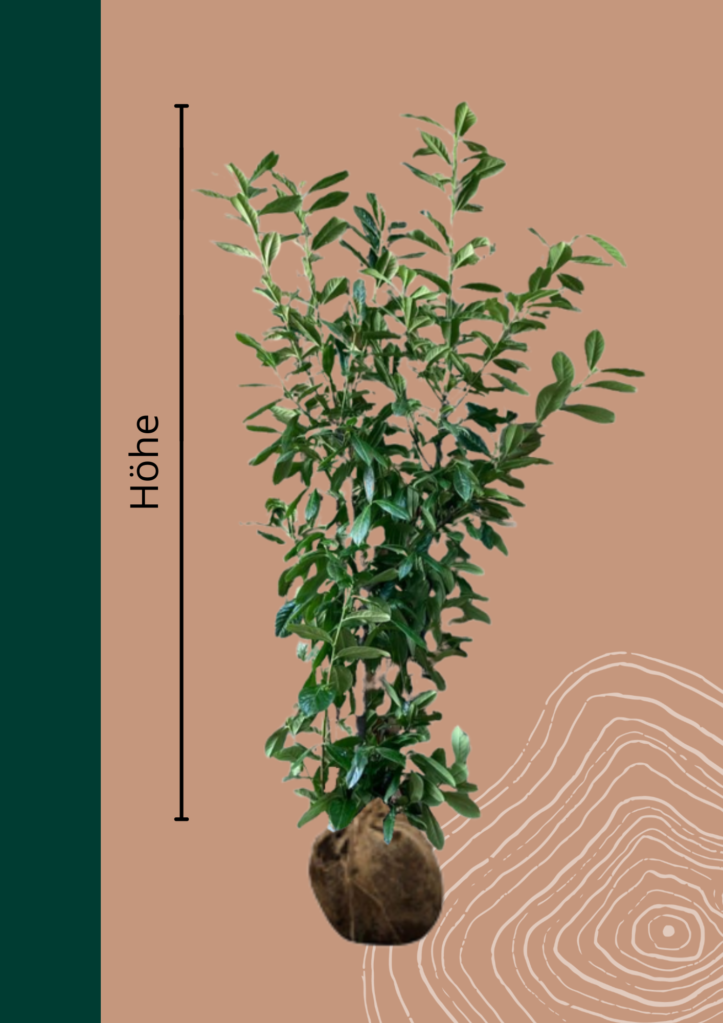 Kirschlorbeer Hecke 'Novita' | Prunus laurocerasus 'Novita' von Venovi GmbH