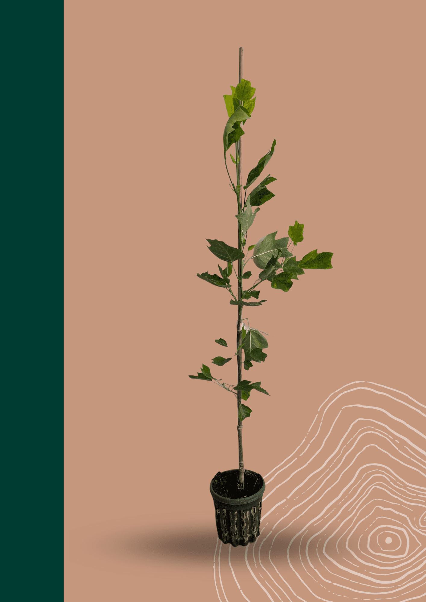 Kleiner Goldgelber Tulpenbaum 'Aureomarginatum' | Liriodendron tulipifera 'Aureomarginatum' von Venovi GmbH