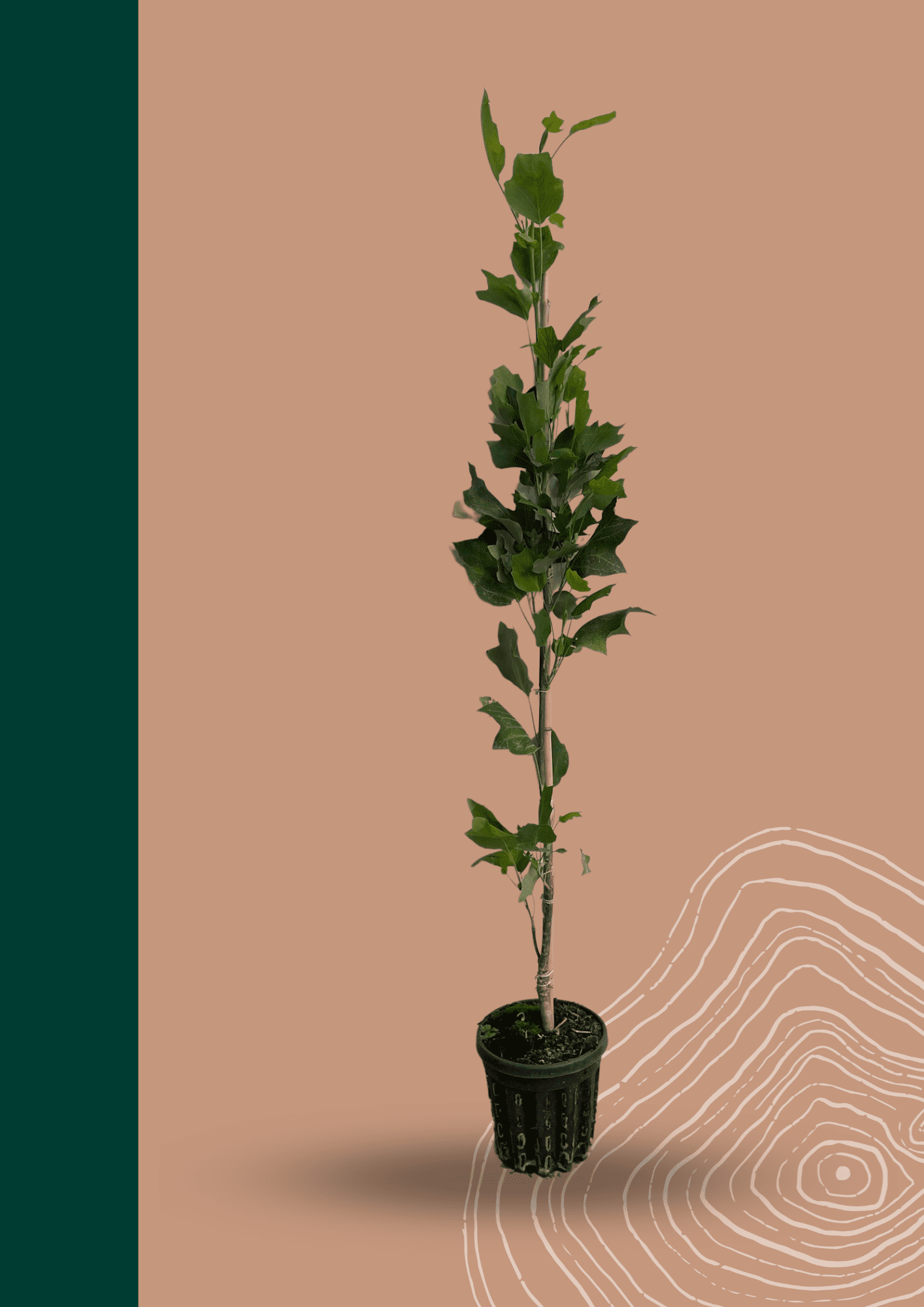 Kleiner Säulen-Tulpenbaum 'Fastigiatum' | Liriodendron tulipifera 'Fastigiatum' von Venovi GmbH